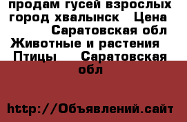 продам гусей взрослых город хвалынск › Цена ­ 1 000 - Саратовская обл. Животные и растения » Птицы   . Саратовская обл.